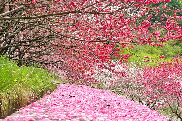 日本長野縣南信州