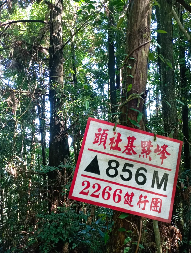 頭社基點峰 人造杉林林相優美 河童拍攝/2022年