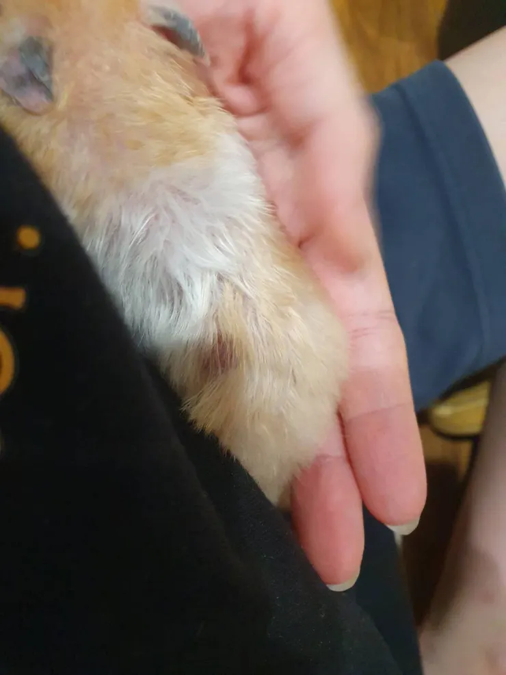 其實被人類抱抱也滿舒服的