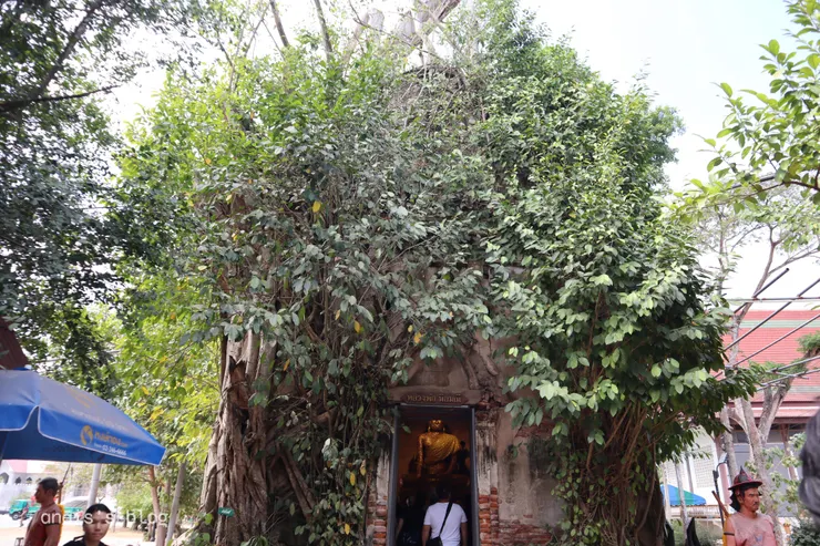 樹中廟 Wat Bang Kung