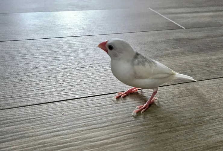 春田，是我最美麗又瘋狂的么女。