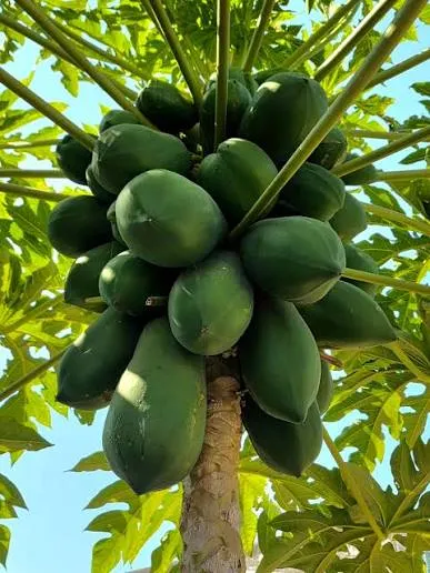 結實累累的木瓜