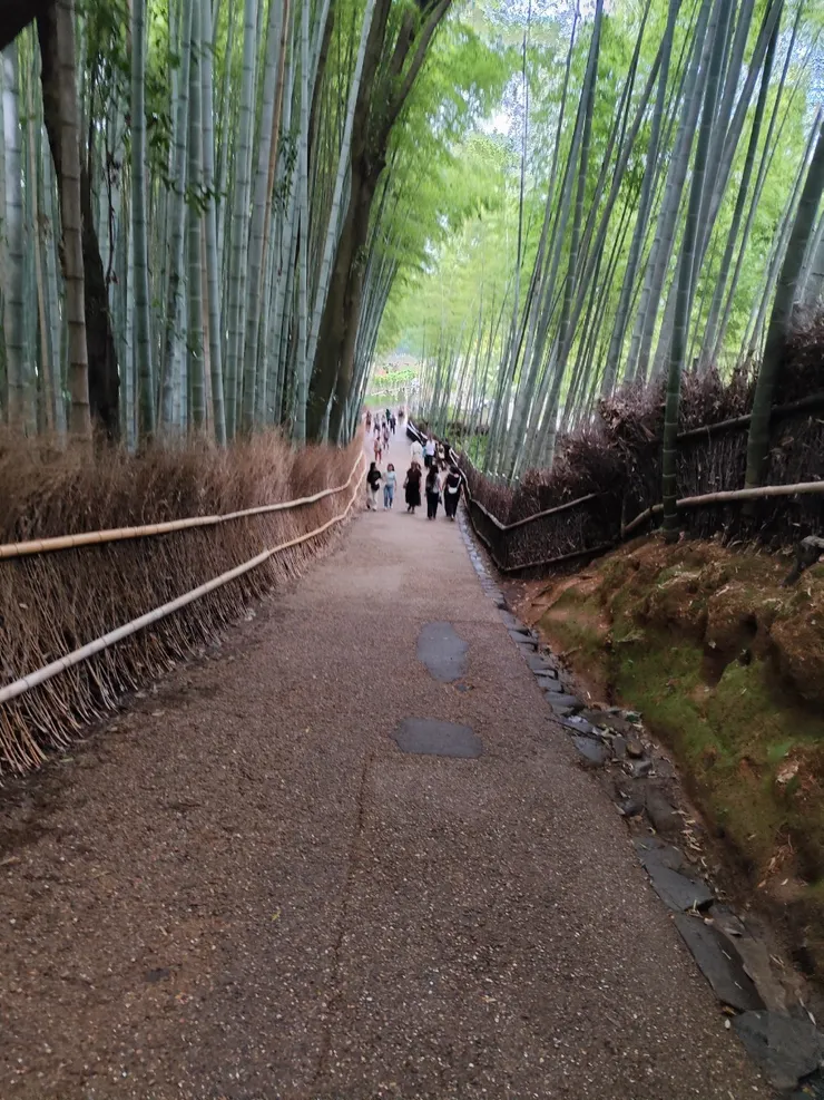 這裡被列為秘境~整條竹林路的長度也不小，各位覺得呢😄