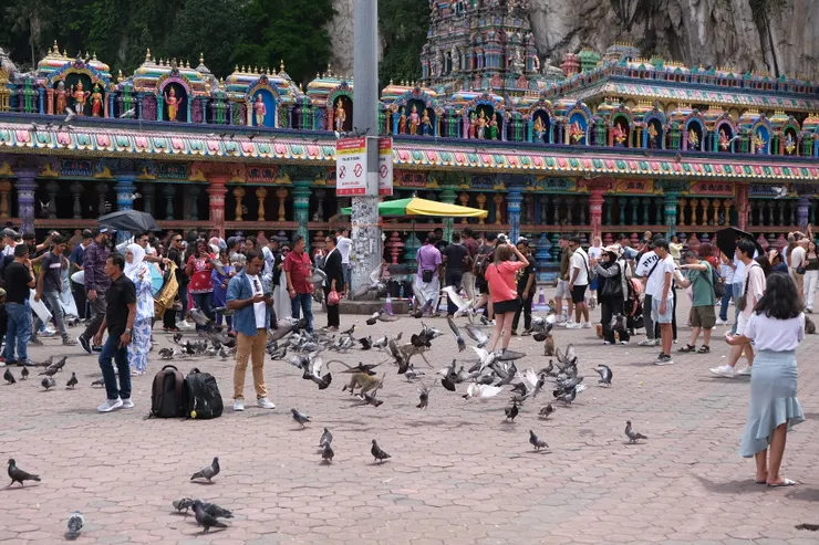 滿滿不怕人的鴿子