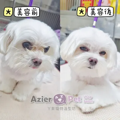 【🐩美容造型】瑪爾貴賓型🐶🚿