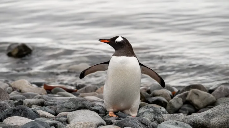 巴布亞企鵝（Gentoo penguin），Curverlla Island，Credit to Lena Bulych。