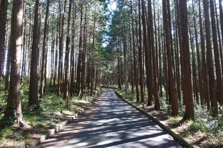 前往茶園看富士山的路上