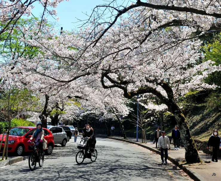 往櫻並木通途中經過似做為花況預告的小公園。