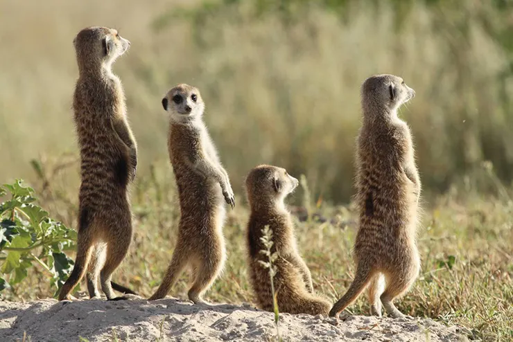 無論如何努力站崗，還是有意外會發生