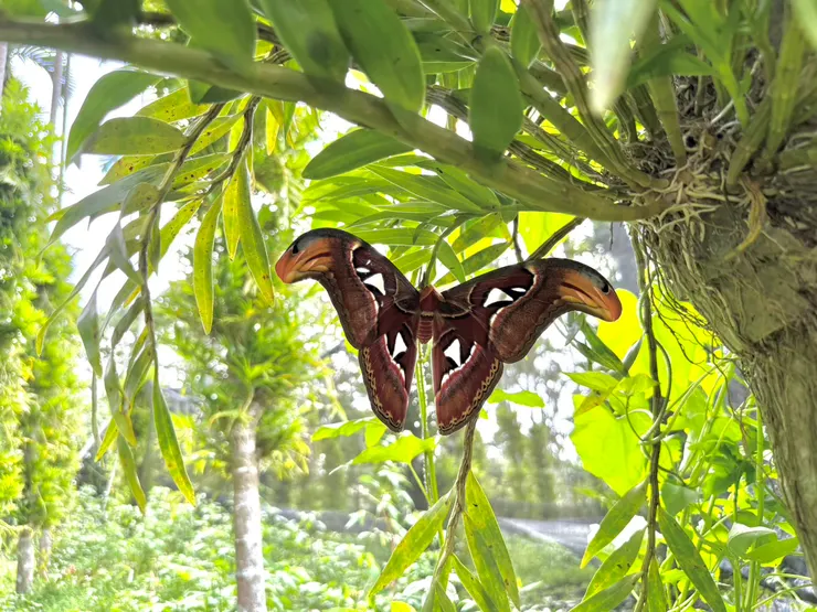 棲息在流蘇石斛上的皇蛾 ~ 石斛基地保留原生的「江某(鵝掌柴)」，為皇蛾幼蟲提供寄主和食物來源