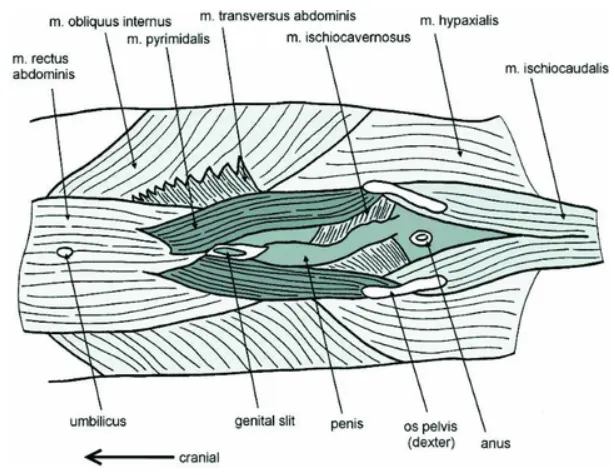 雄性小白鯨的肌肉示意圖，其中深綠色的是腹錐狀肌。引用自 Abdominal fat pads act as control surfaces in lieu of dorsal fins in the beluga (Delphinapterus)