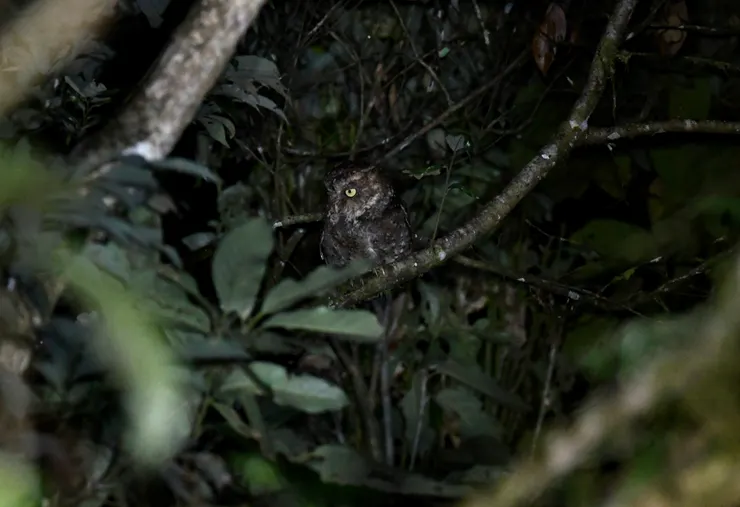 黃嘴角鴞 攝/林毓恩