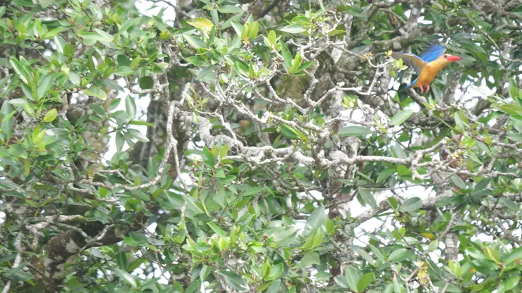 Stork-billed kingfisher