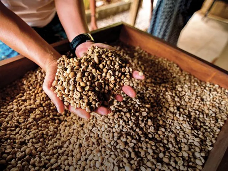 特殊的厭氧日曬處理,採用全果發酵技術