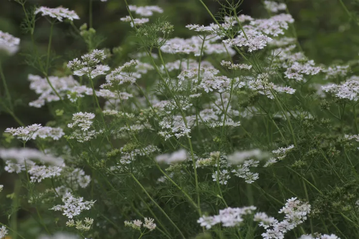 春意迷離的香菜花。早在埃及，香菜就被當作藥物大量地使用。比如使用它的種籽來製作止痛劑，甚至把它加入啤酒泡沫與半顆洋蔥來當作「防死的藥物」