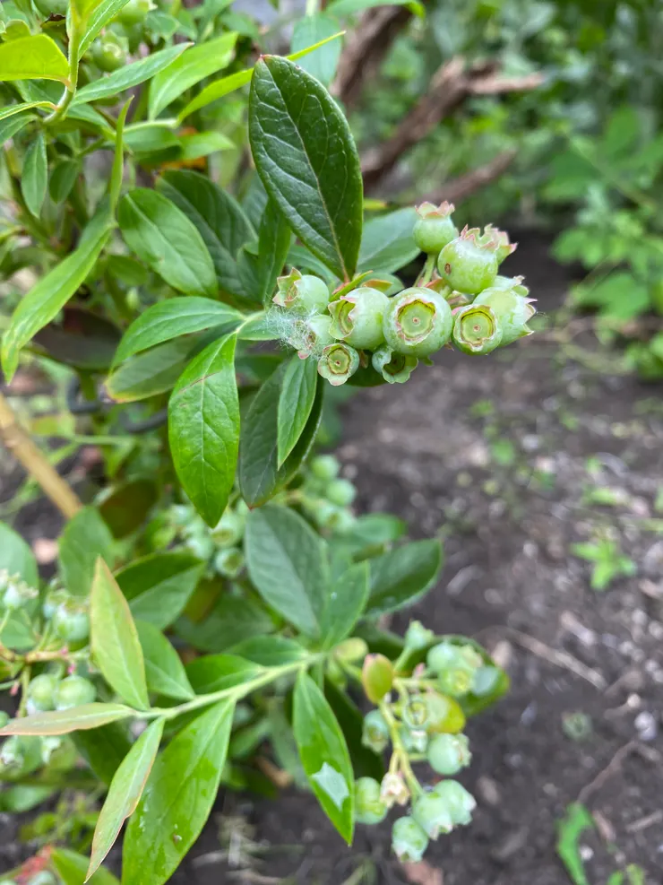 剛從盆栽移植到花園的藍莓
