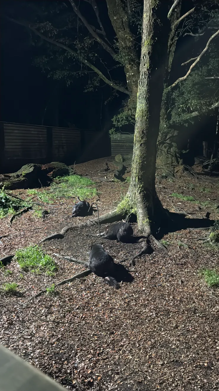 Tasmanian Devils