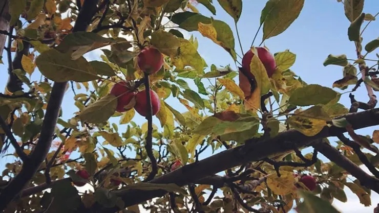 這不是在果園喔!市區的路樹,竟然是蘋果樹