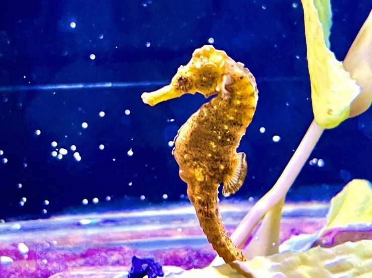 探險島水族館-巴西海馬