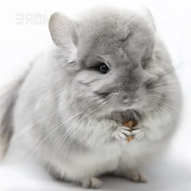 圖片來源：petting more