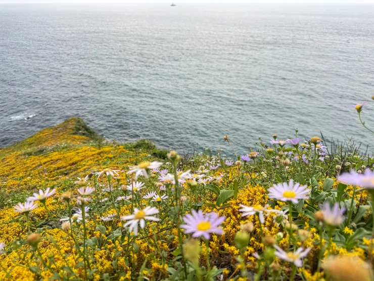 朋友笑說稱是花島半日島主