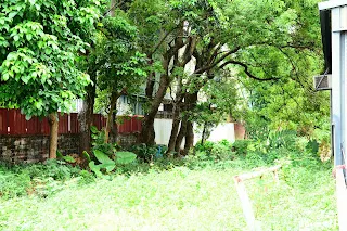 從大明路望向路廊滿滿的雜草(往台泥方向拍)