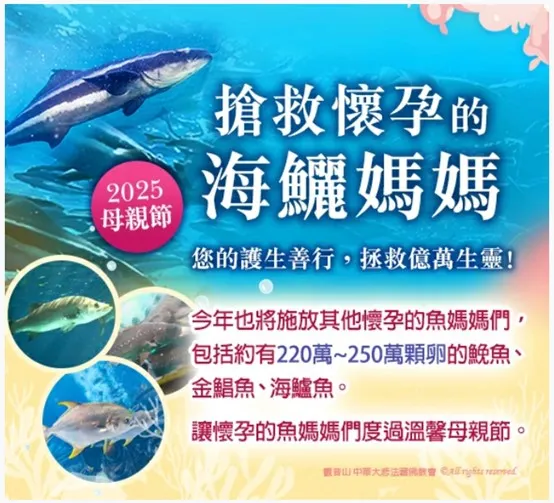 保育放流-搶救海鱺媽媽