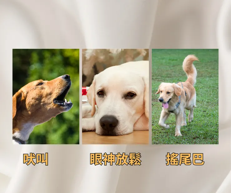 寵物.狗狗.肢體語言