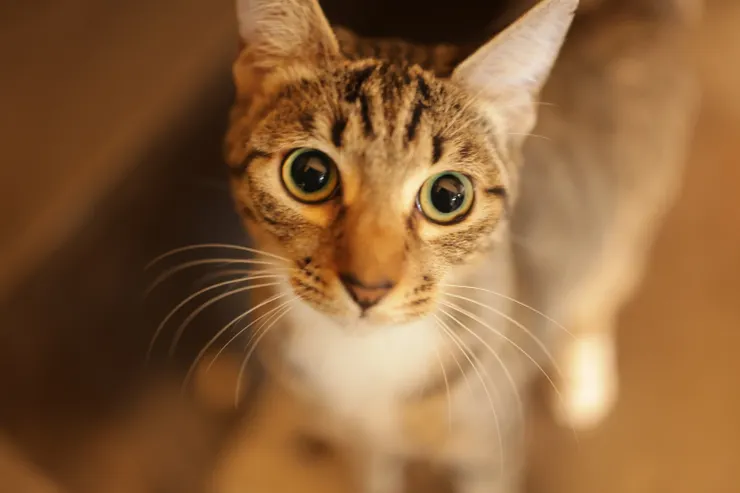 好奇心旺盛的貓貓