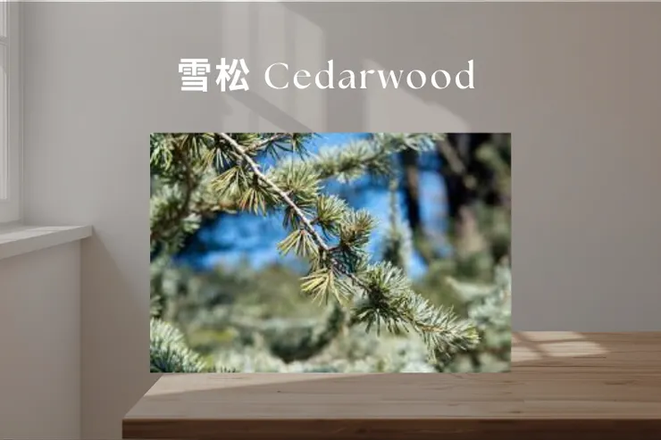 雪松 Cedarwood —— 乾淨、清爽、溫暖寧靜