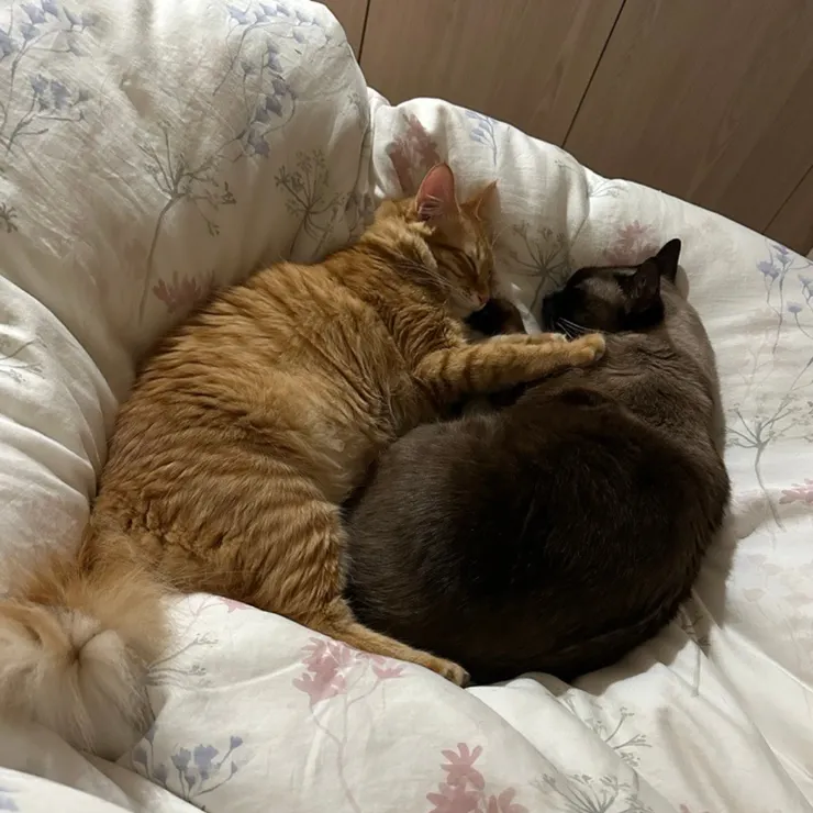 看著貓咪舒適安穩的休息，就是貓奴最大的幸福