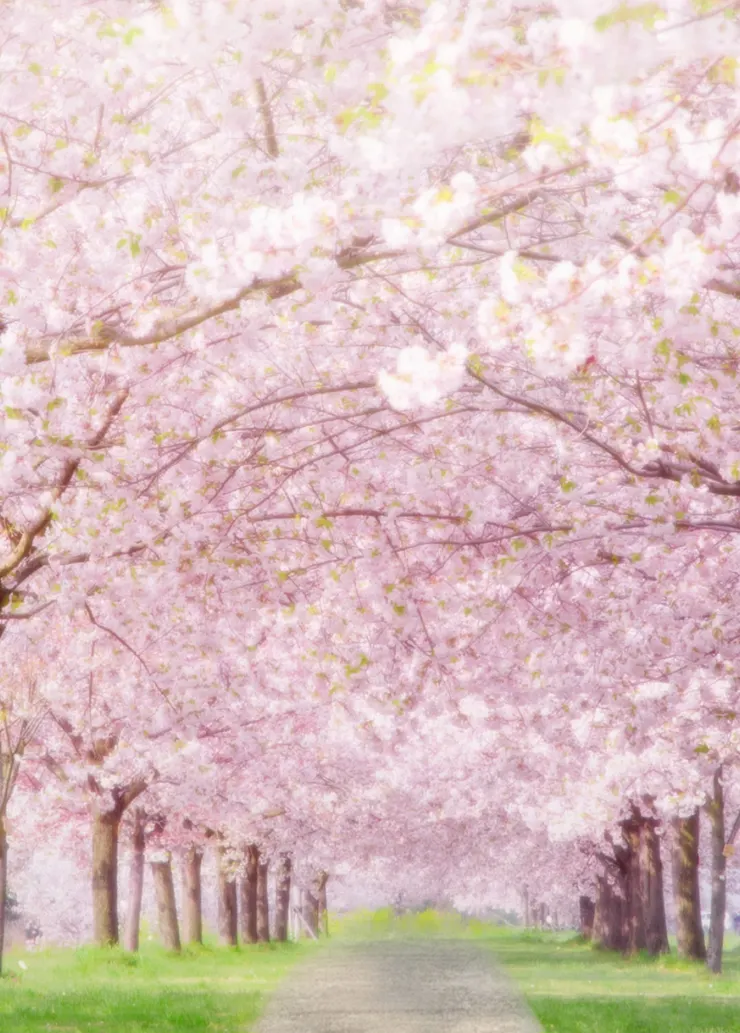 ミリオンダラーボーイズ