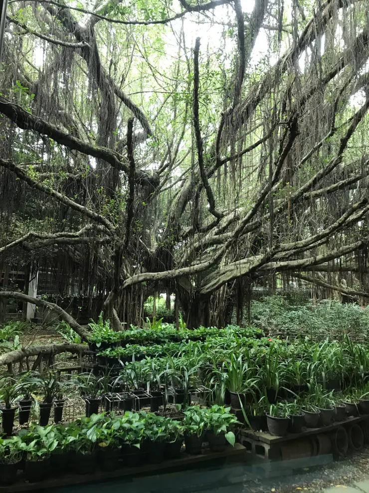 這棵老榕樹是列管的，要修剪得先經過主管機關同意，看那樹型壯闊又大器，真是難得一見
