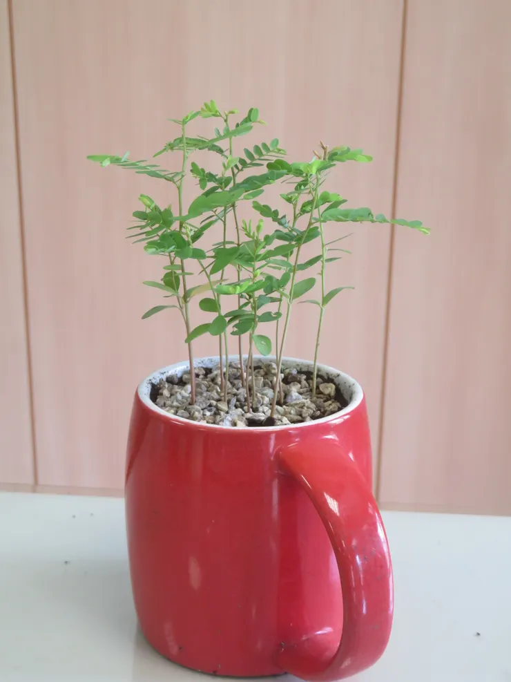 蘆洲慈濟113.06.13