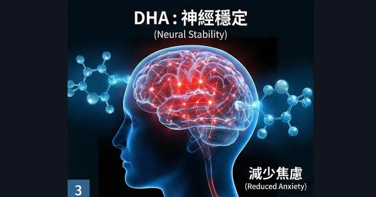 DHA 機制 DHA修復神經細胞膜，優化傳導穩定情緒