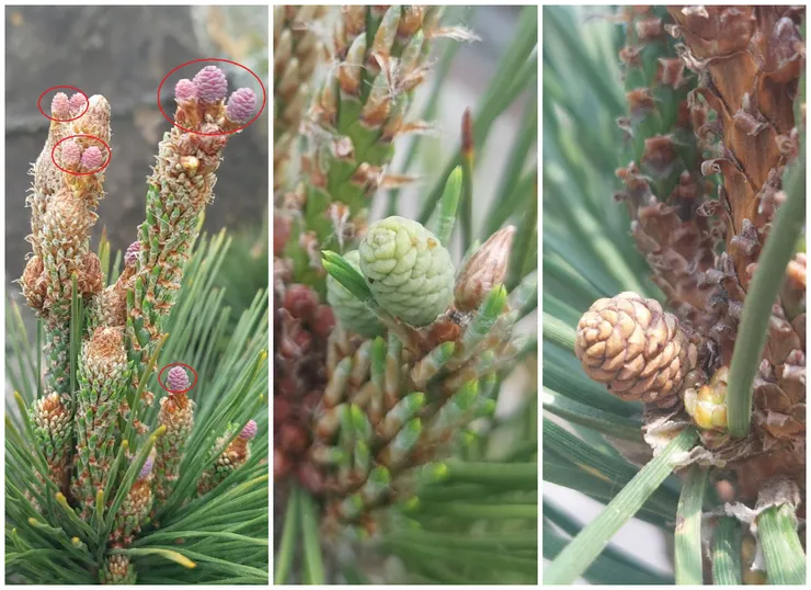 雌毬花發育成雌毬果(由左至右)，可以從顏色與枝條的部位來判斷：枝條頂端紫紅色的雌毬花→授粉後變成綠色的雌毬果→隨著枝條不斷生長，原本的頂端變成底端的雌毬果(褐色)，最後會發育成松果