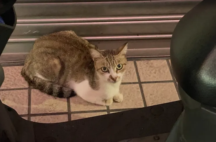 我家附近的一隻貓（意義不明的配圖）