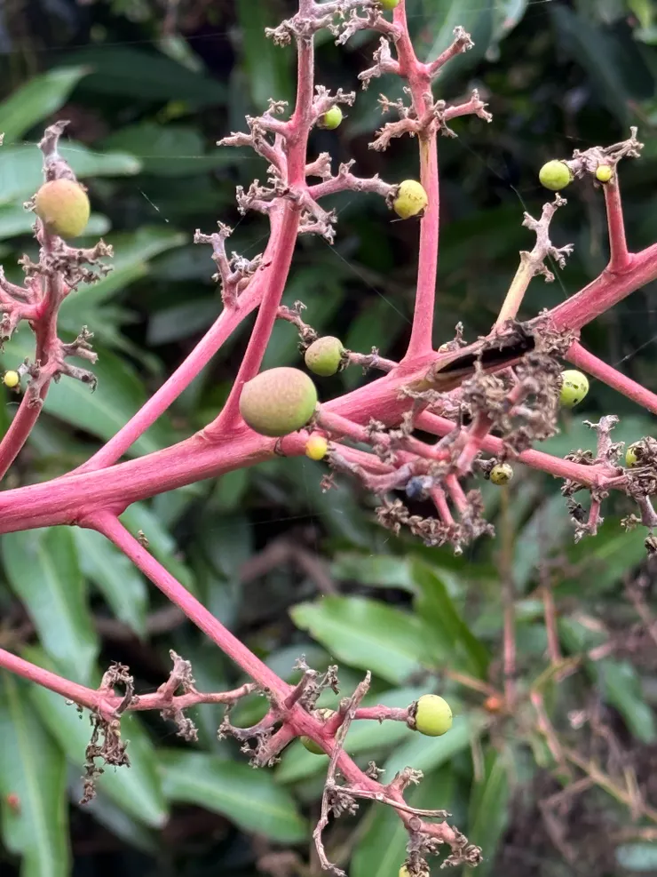 2026/04/11 芒果樹開始要長芒果了