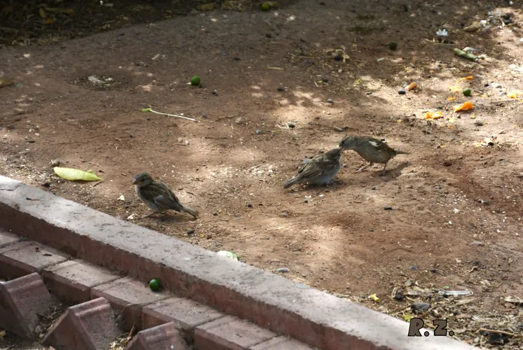 未來可能出現還在生養小娃的老夫老妻  ([陳傳義]拍攝)