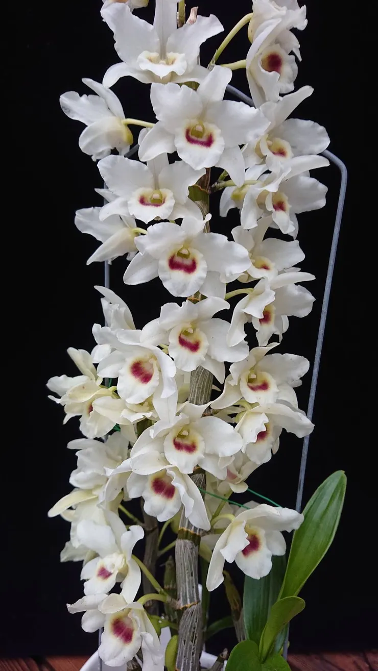 購買高品質春石斛 全省都可送 賴慶隆種植的超美蘭花 心情故事花房