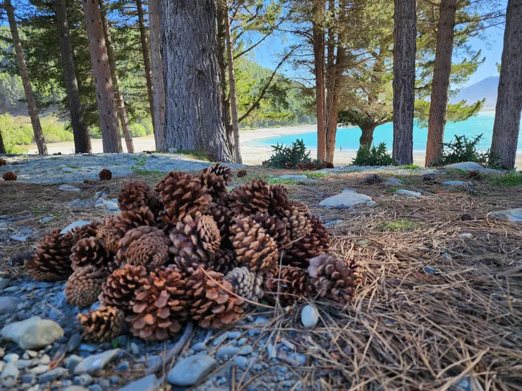 還會經過一個松果滿地的樹林