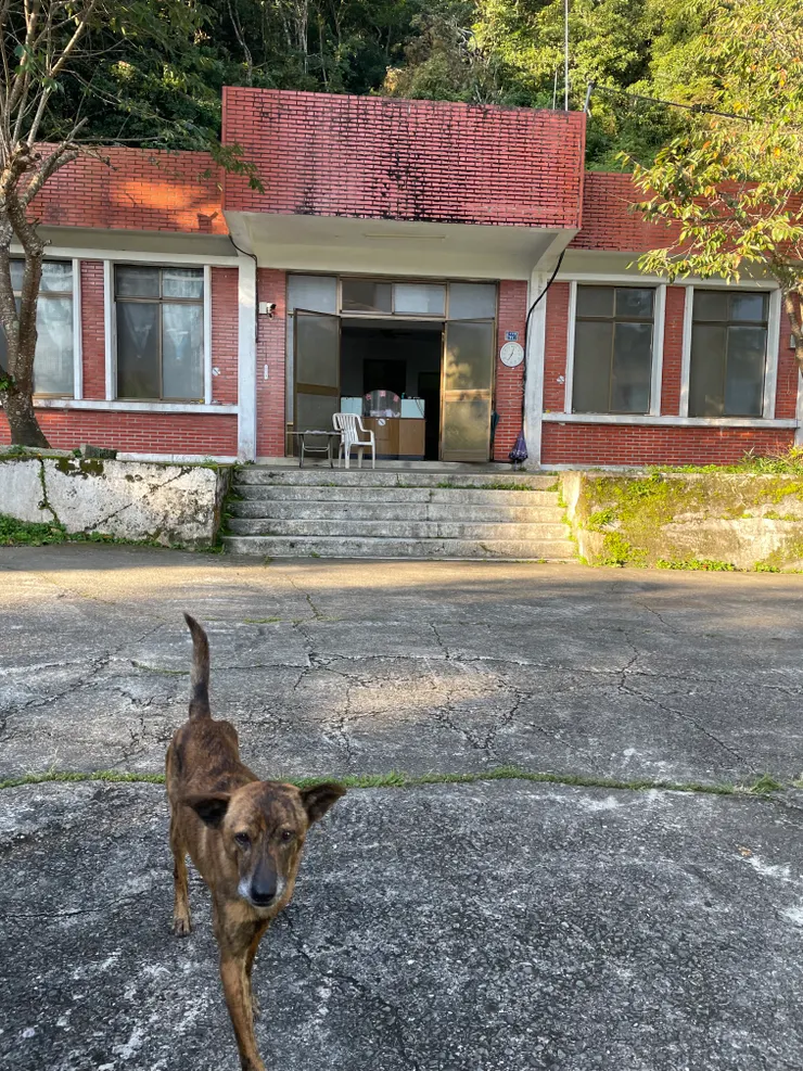 檢查哨的親人阿狗