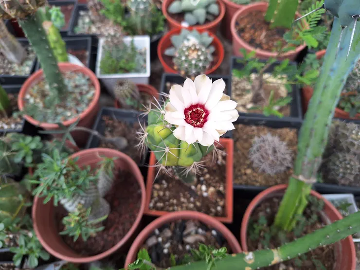 其中一株開的花