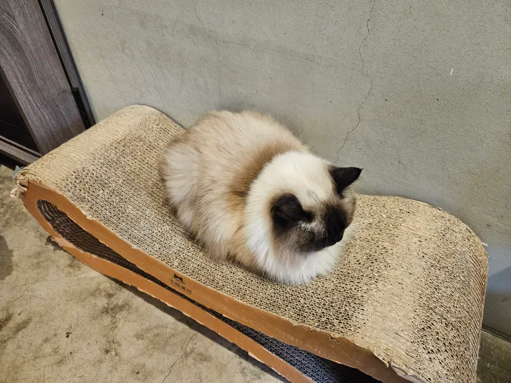 很像黑糖麻糬……