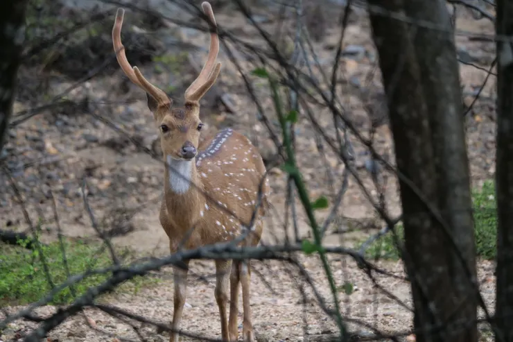 YALA裏面有大量梅花鹿