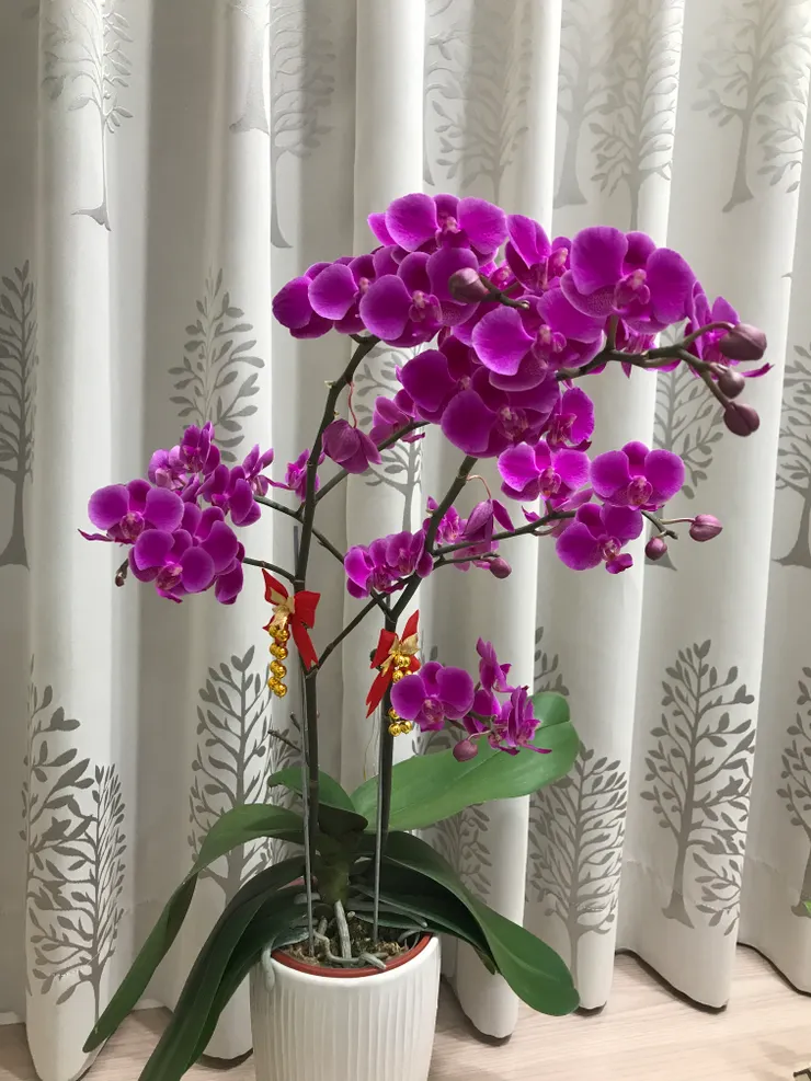 從二月初到現在二月底了，大部分的花苞都開花了，現在只剩下少數幾個花苞還沒開而已