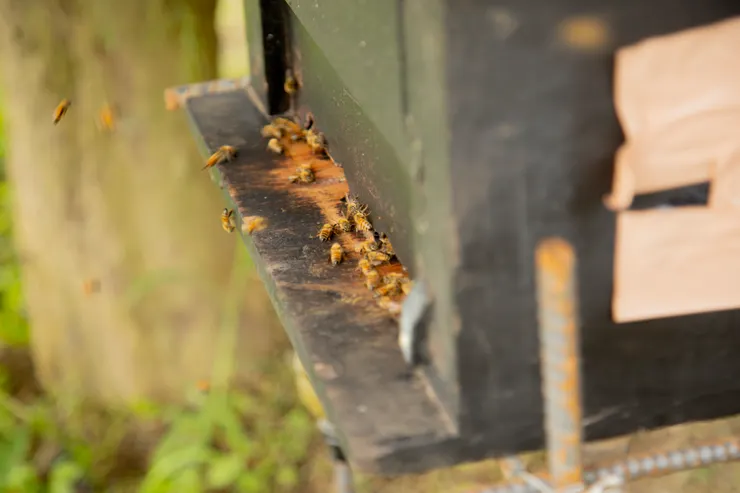 心世紀烘焙2.0的蜂蜜就是這麼來的