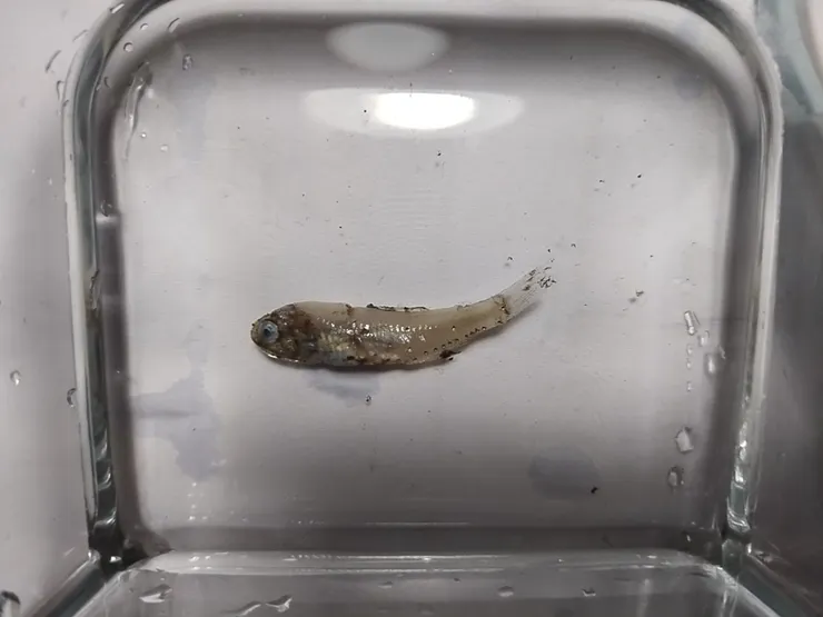 本次採集到的燈籠魚，其會進行垂直洄游到表面覓食，平時常見於下雜魚堆中