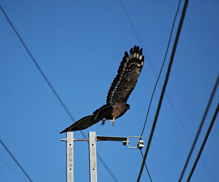 大冠鷲展翅飛翔。