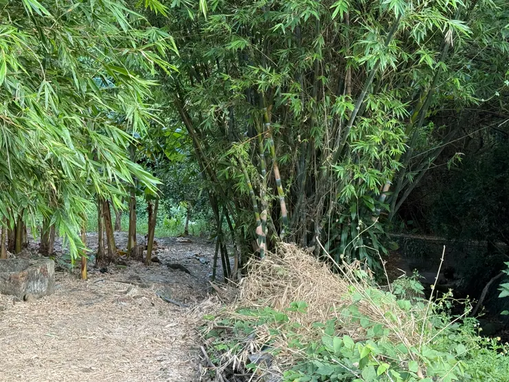 2025/09/21 阿嬤以前的菜園